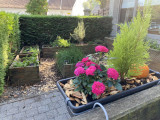 2020-09-22-herboretum-modif-11752